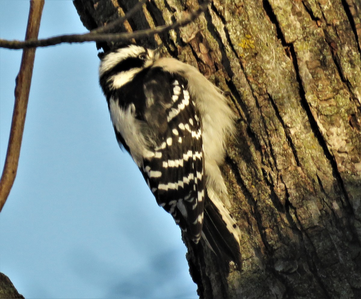 Downy Woodpecker - Deb Crouse
