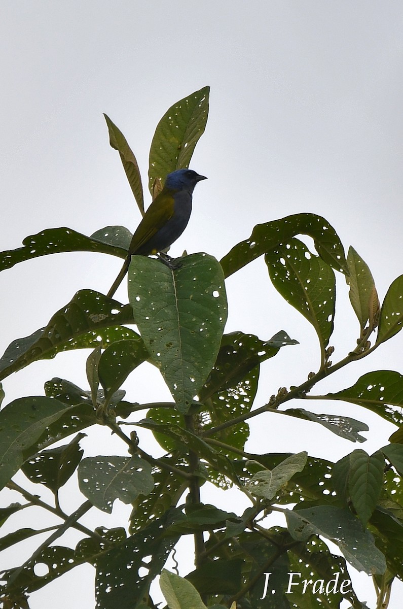 Blue-capped Tanager - ML402384771
