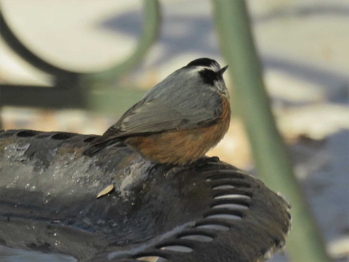 Red-breasted Nuthatch - ML402384911