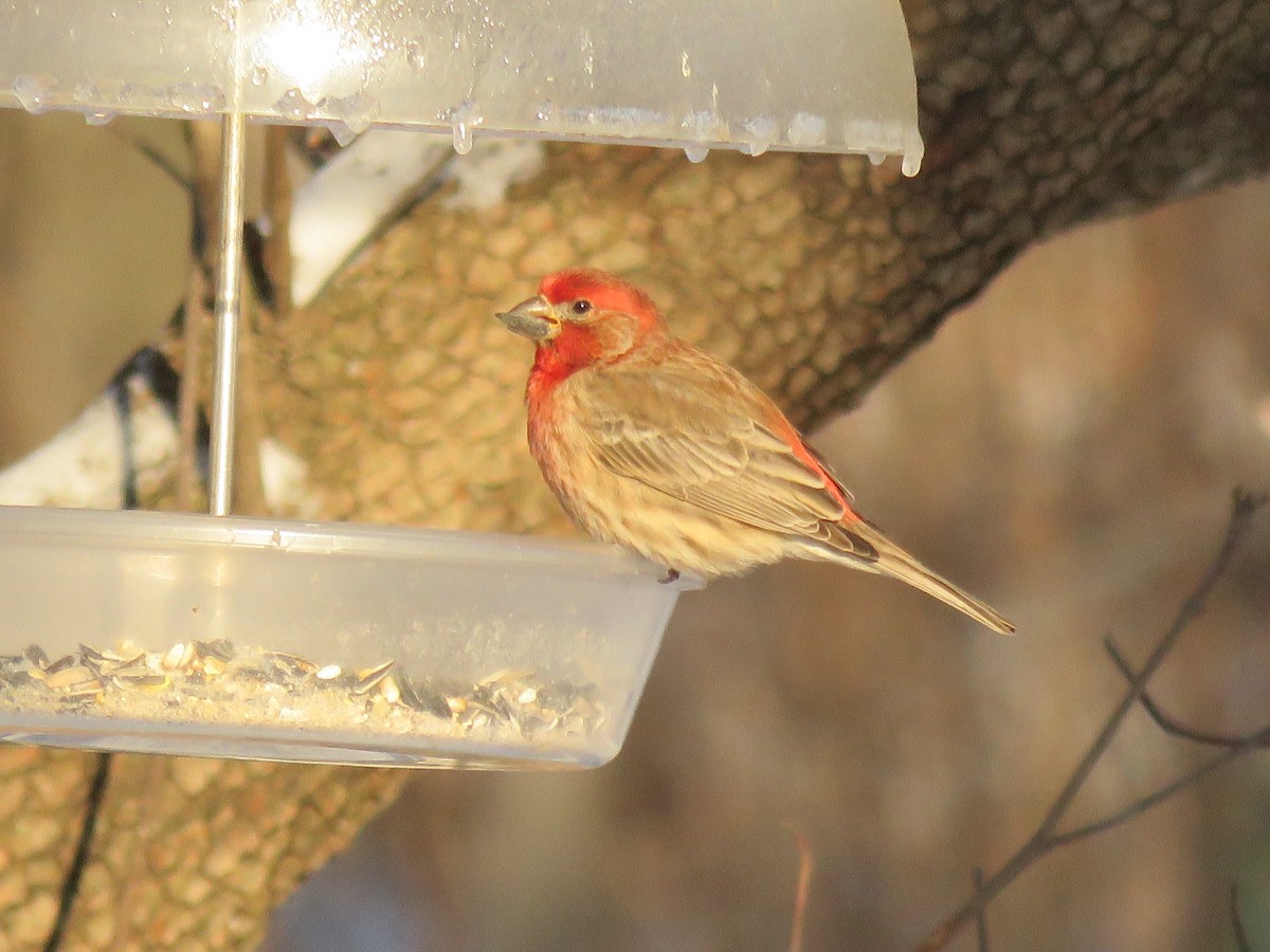 House Finch - ML402385881