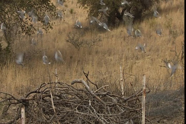 White-winged Dove - ML402386