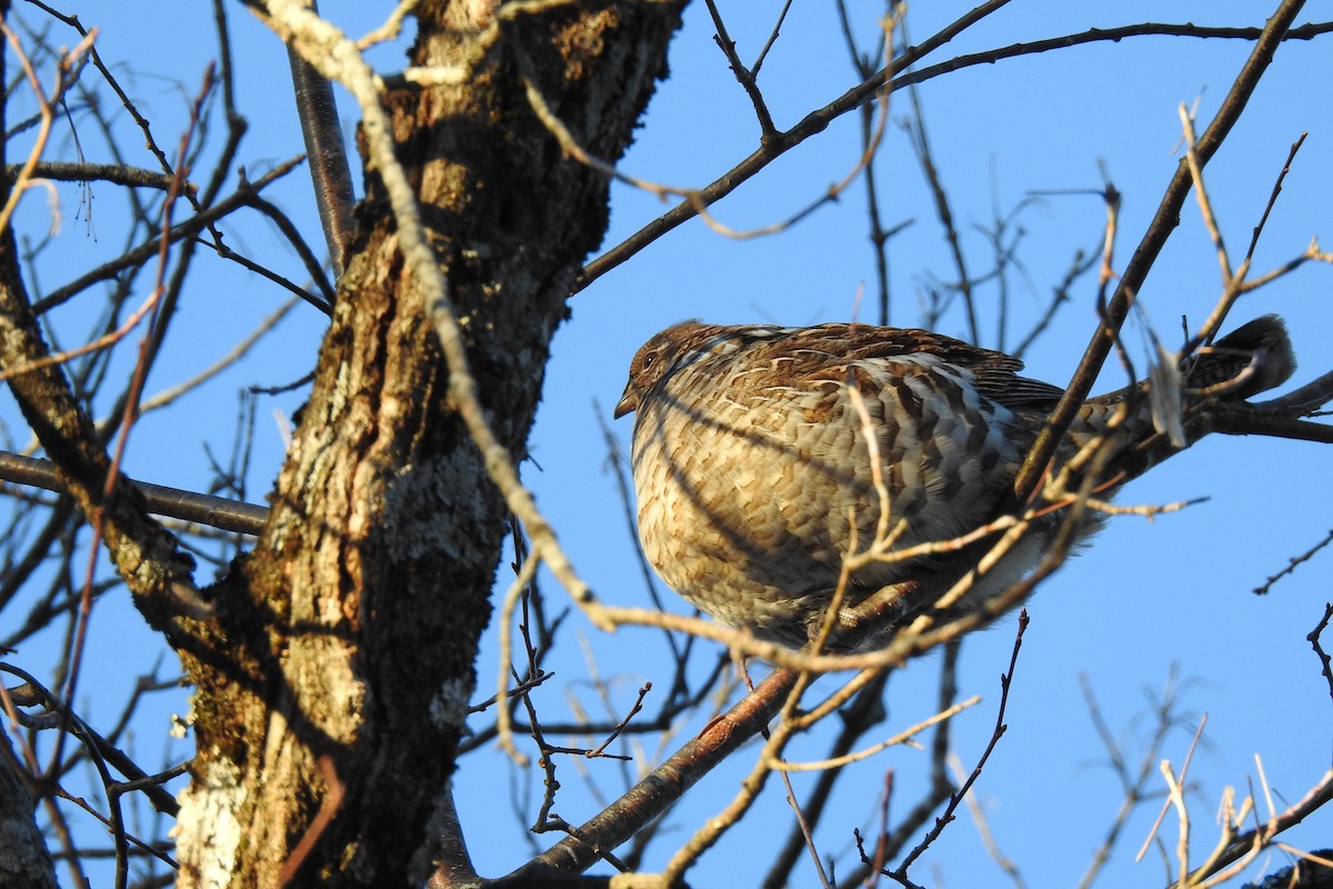 Ruffed Grouse - ML402386591