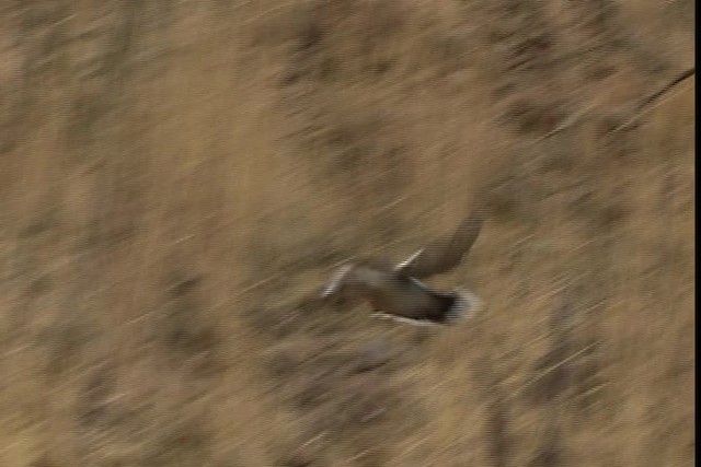 White-winged Dove - ML402387