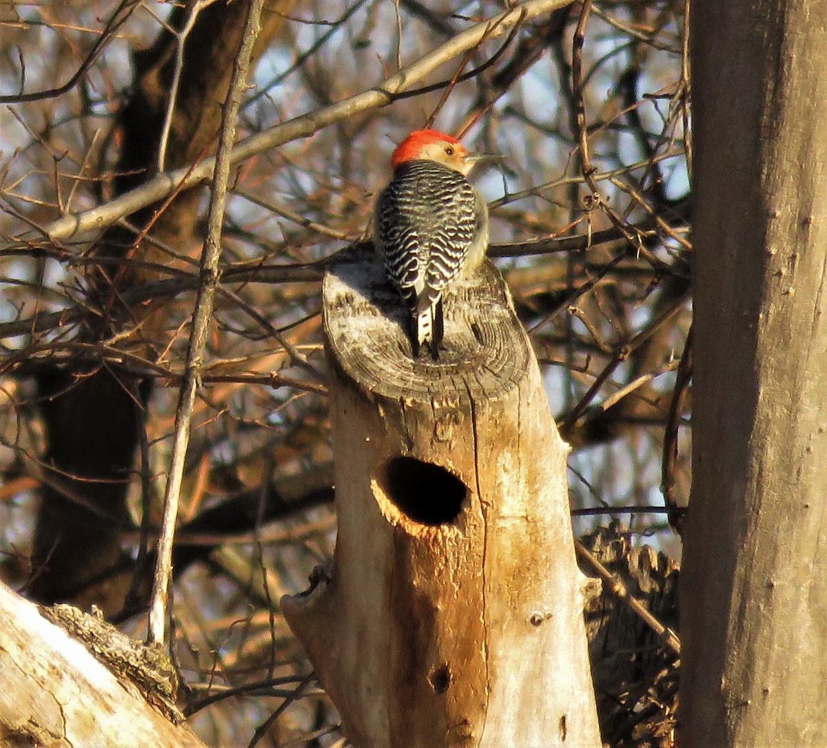 Red-bellied Woodpecker - ML402388091