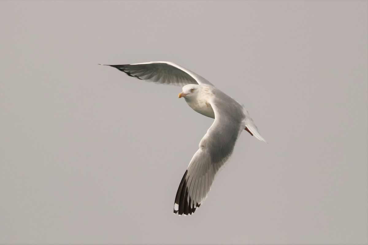 Herring Gull - Mary Erickson