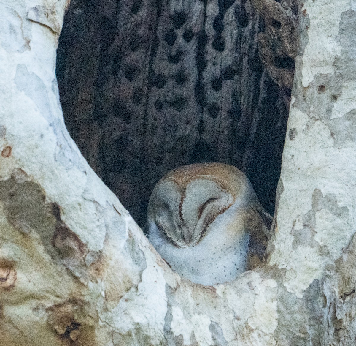 Barn Owl - ML402389891