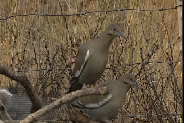 White-winged Dove - ML402390