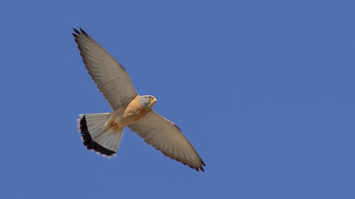 Lesser Kestrel - Engin BIYIKOĞLU