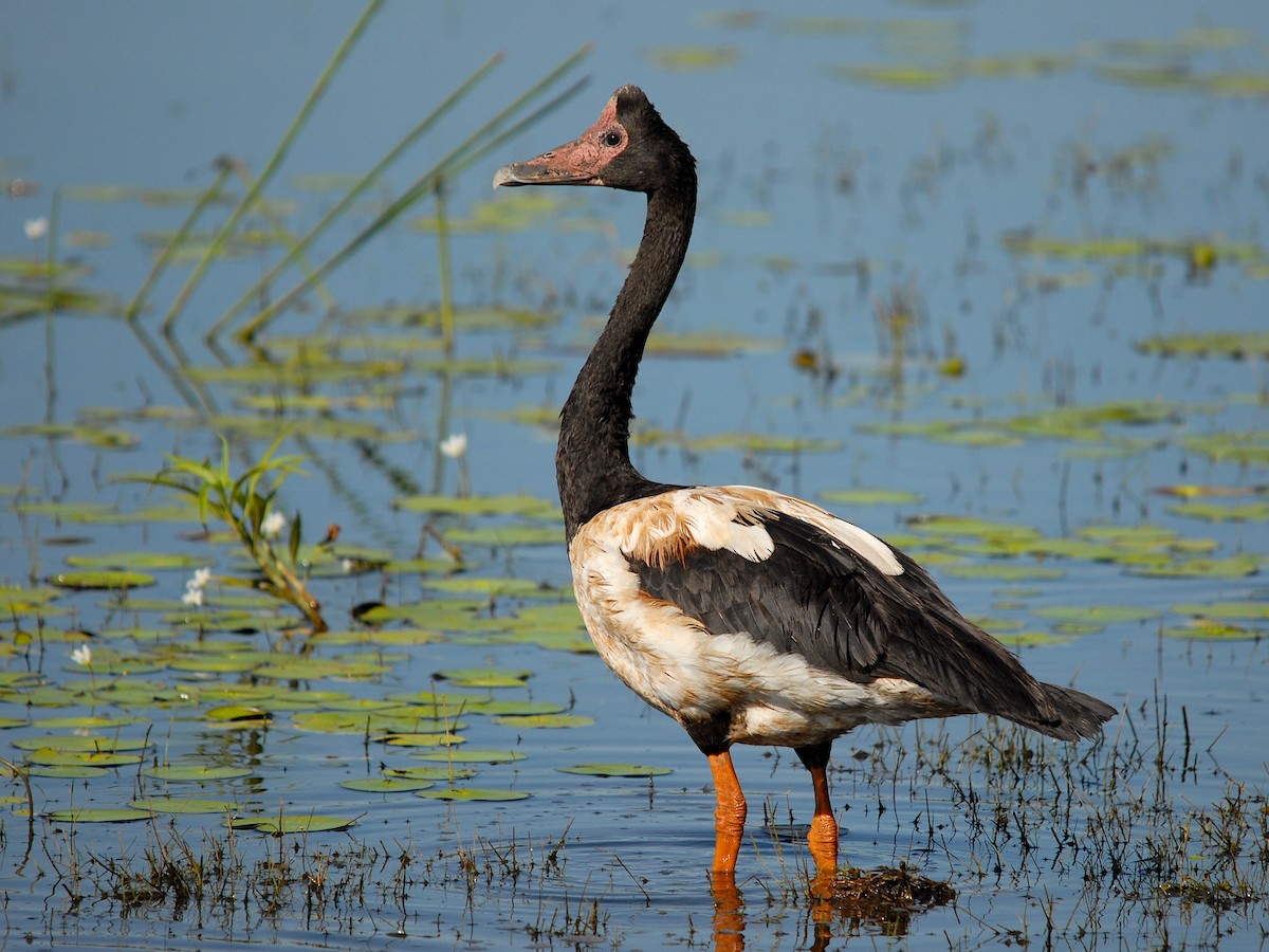 Magpie Goose - ML402392391