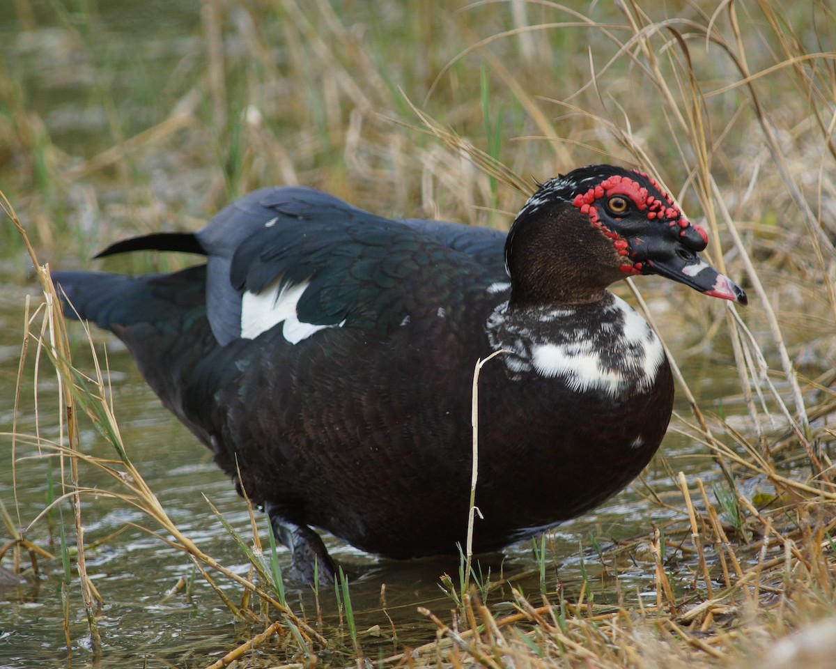 ML40239241 - Muscovy Duck (Domestic type) - Macaulay Library