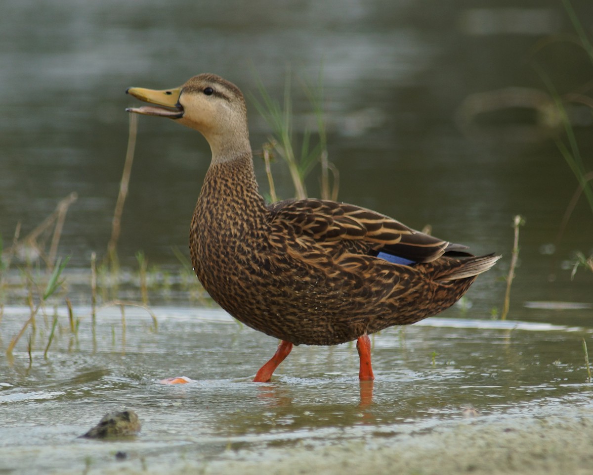 Mottled Duck - Steve Percival