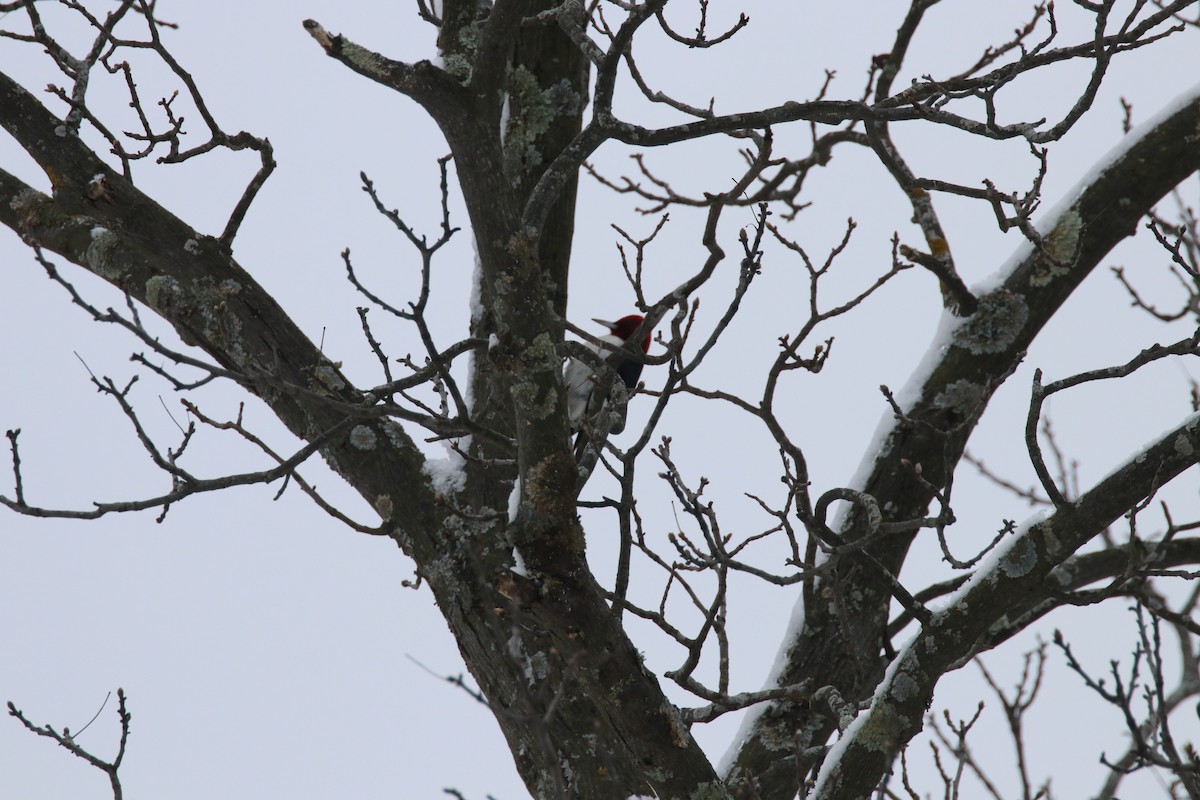 Red-headed Woodpecker - Jim Pecquex