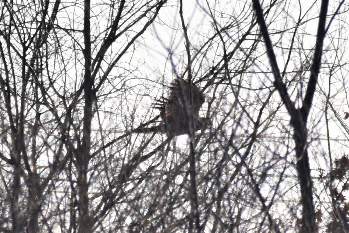 Cooper's Hawk - ML402395041