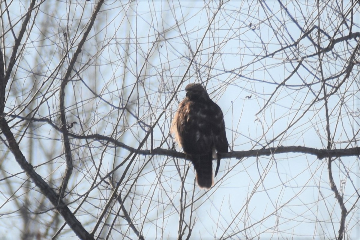 Red-shouldered Hawk - ML402395051