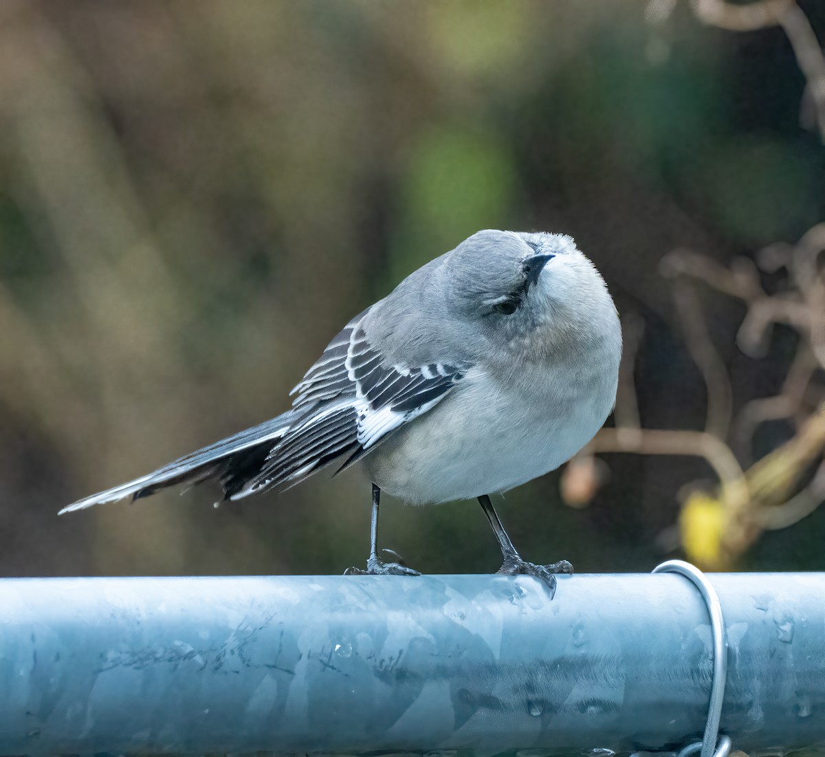 Northern Mockingbird - ML402395571