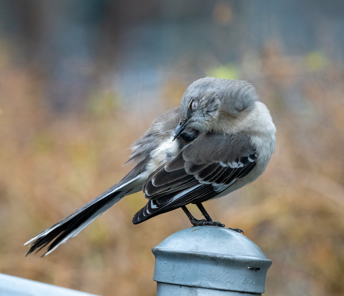 Northern Mockingbird - ML402395701