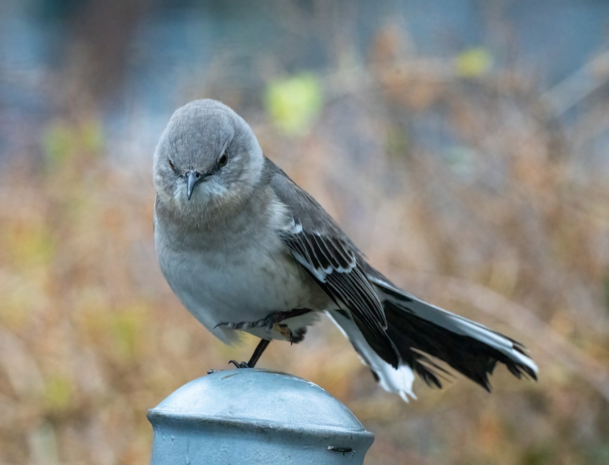 Northern Mockingbird - ML402395721