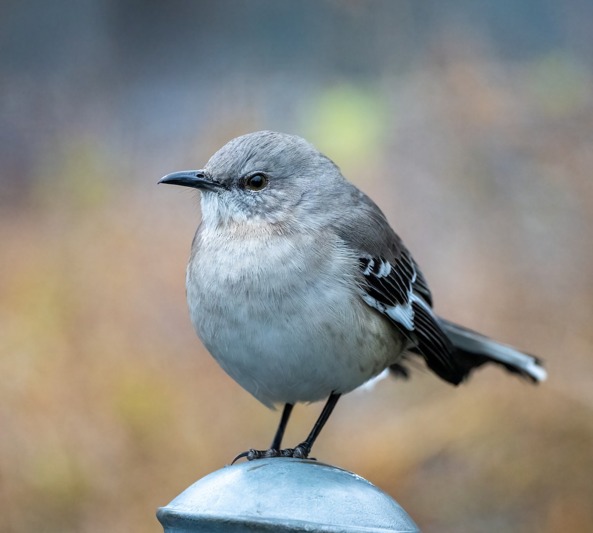 Northern Mockingbird - Scott Murphy