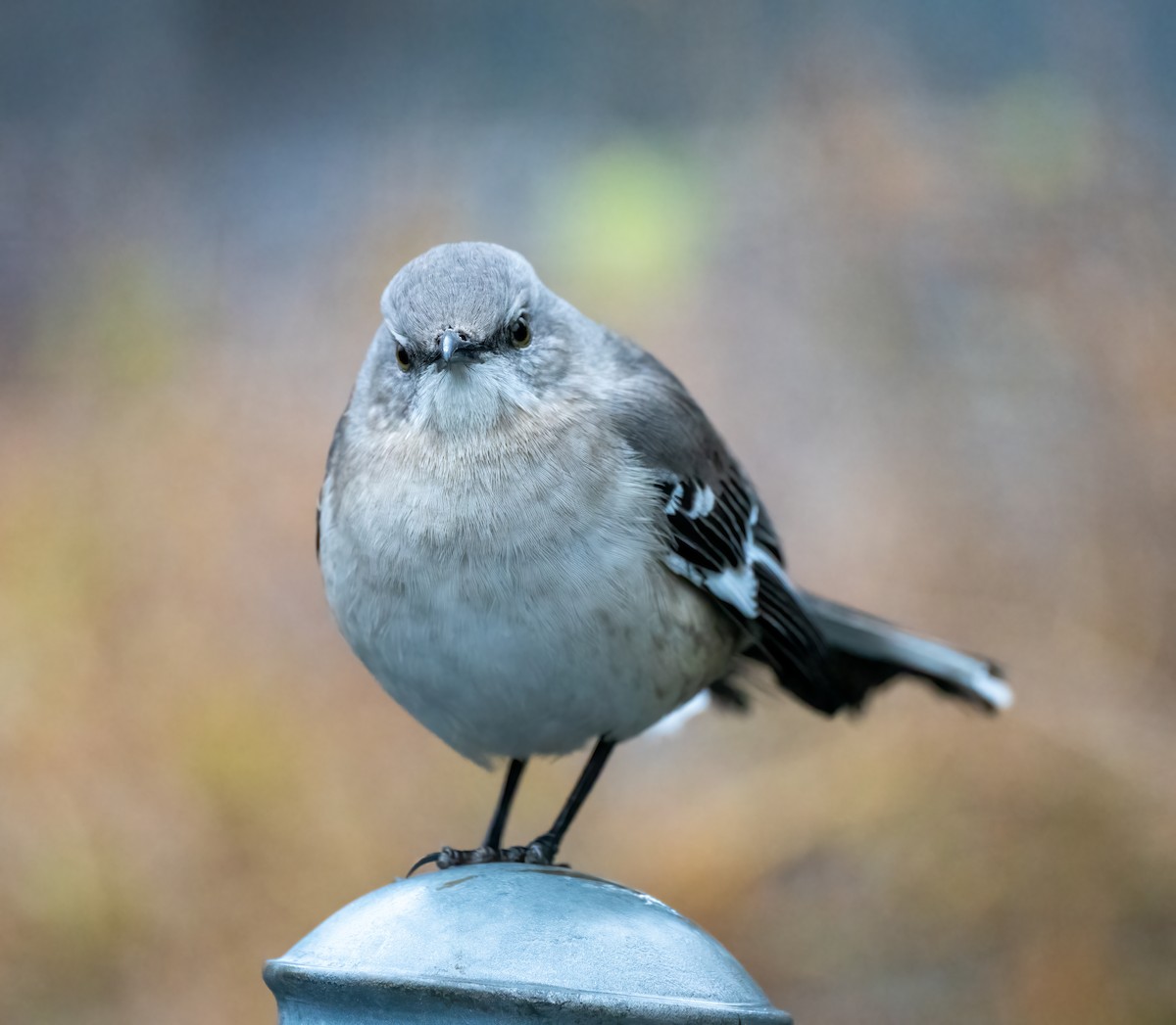 Northern Mockingbird - ML402395801