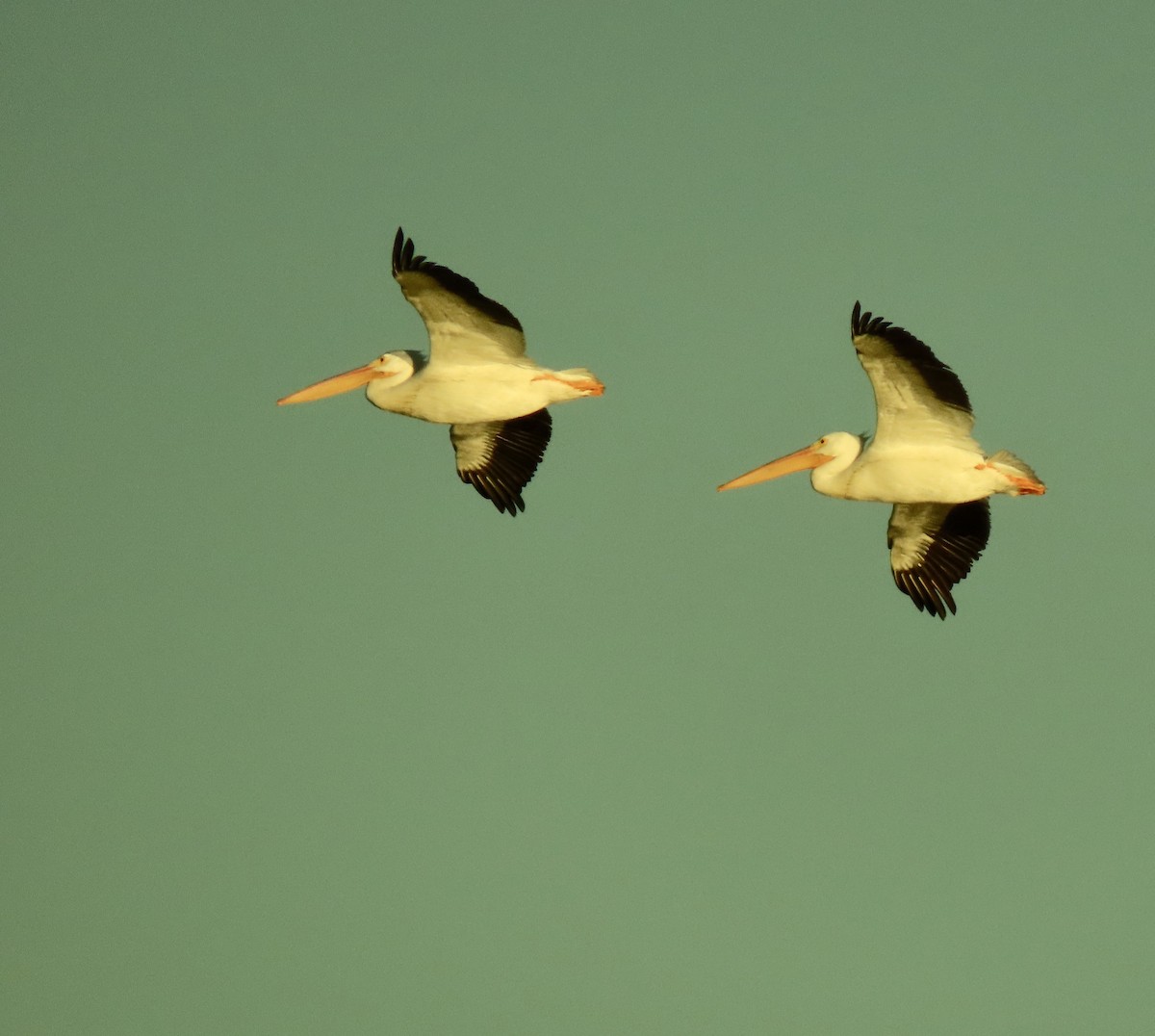 American White Pelican - ML402395951