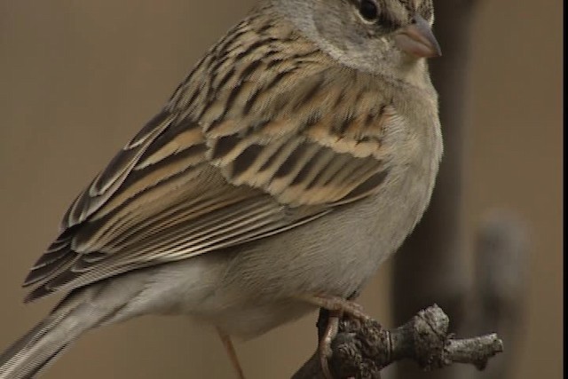 Chipping Sparrow - ML402397