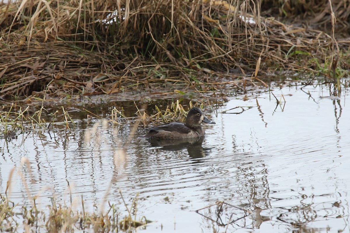 Ring-necked Duck - ML402397101