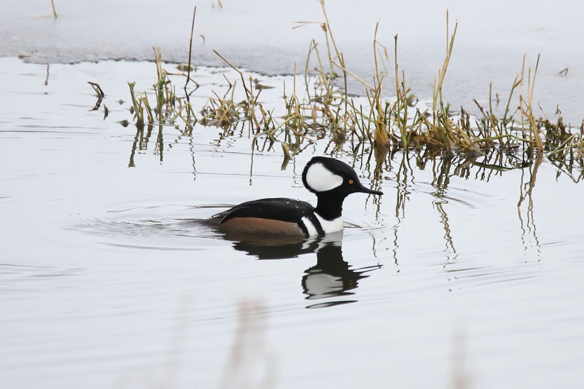 Hooded Merganser - ML402397251
