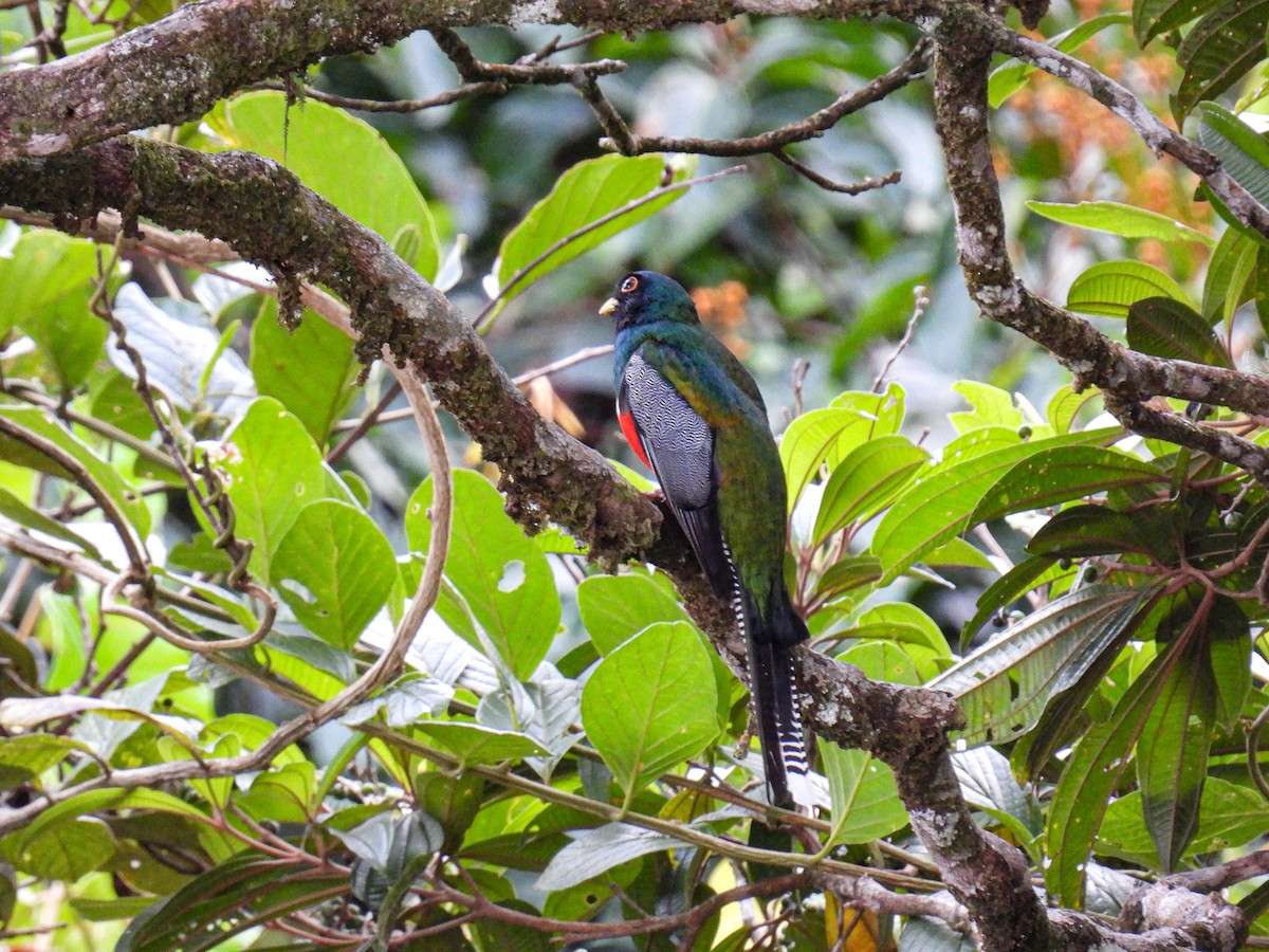 Collared Trogon - Laura Obando