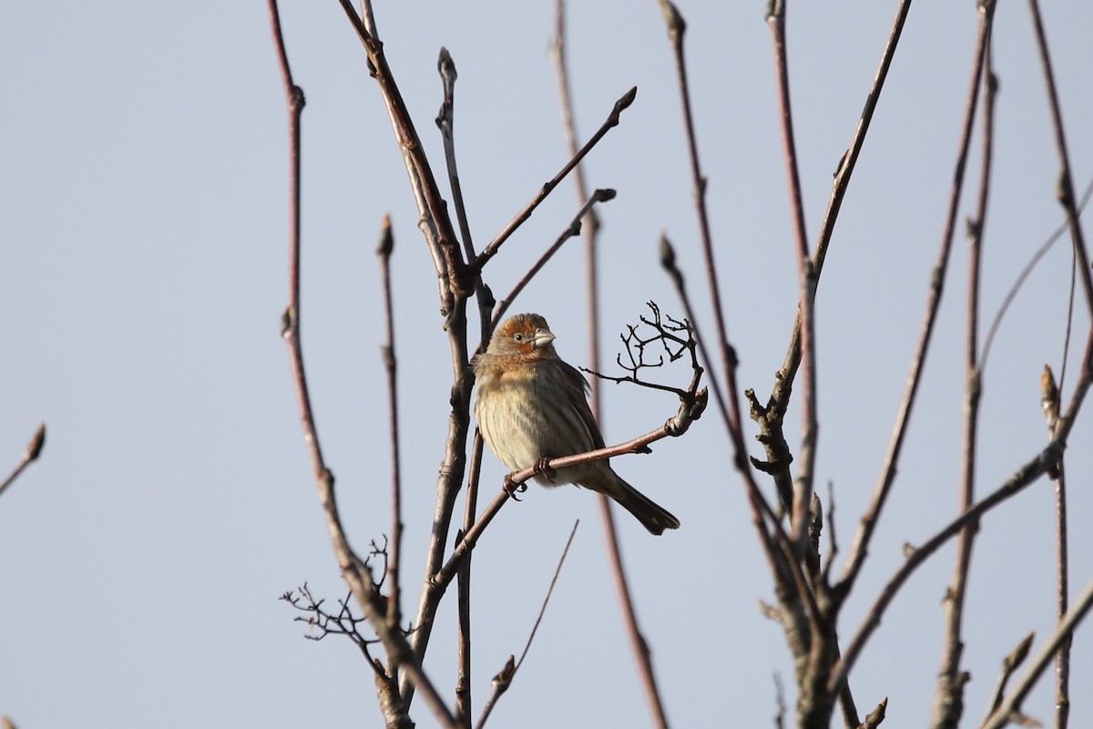 House Finch - ML402397421