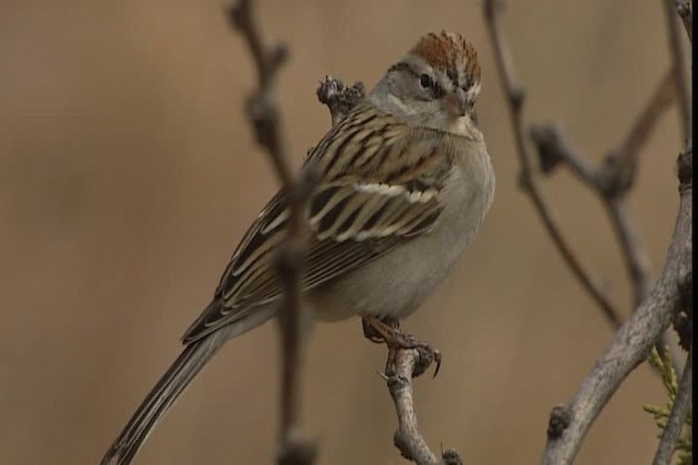 Chipping Sparrow - ML402398