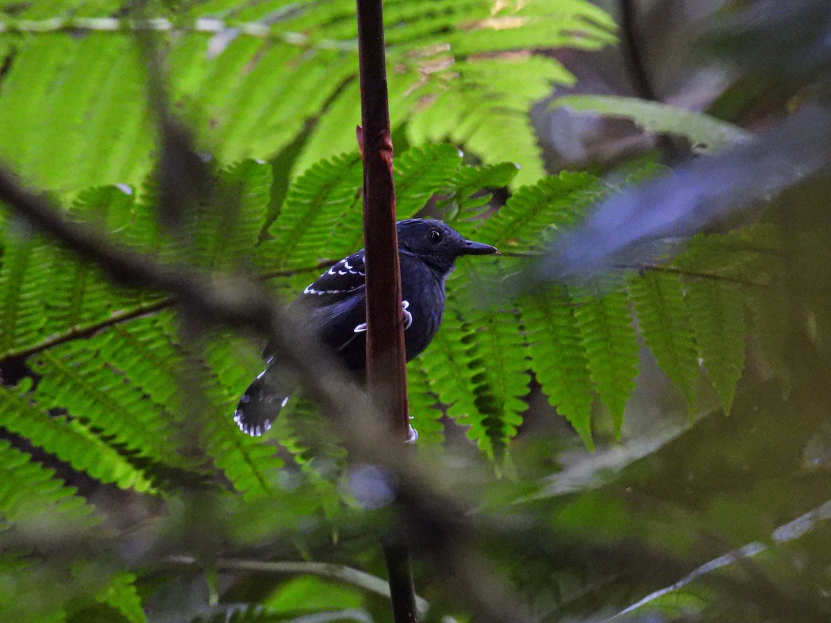 Common Scale-backed Antbird - ML402398431