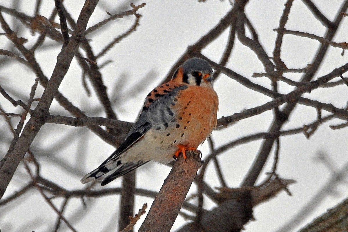 American Kestrel - ML402398901