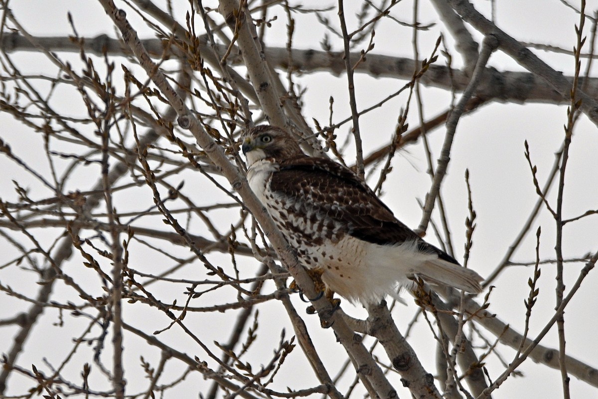 Red-tailed Hawk - ML402399261