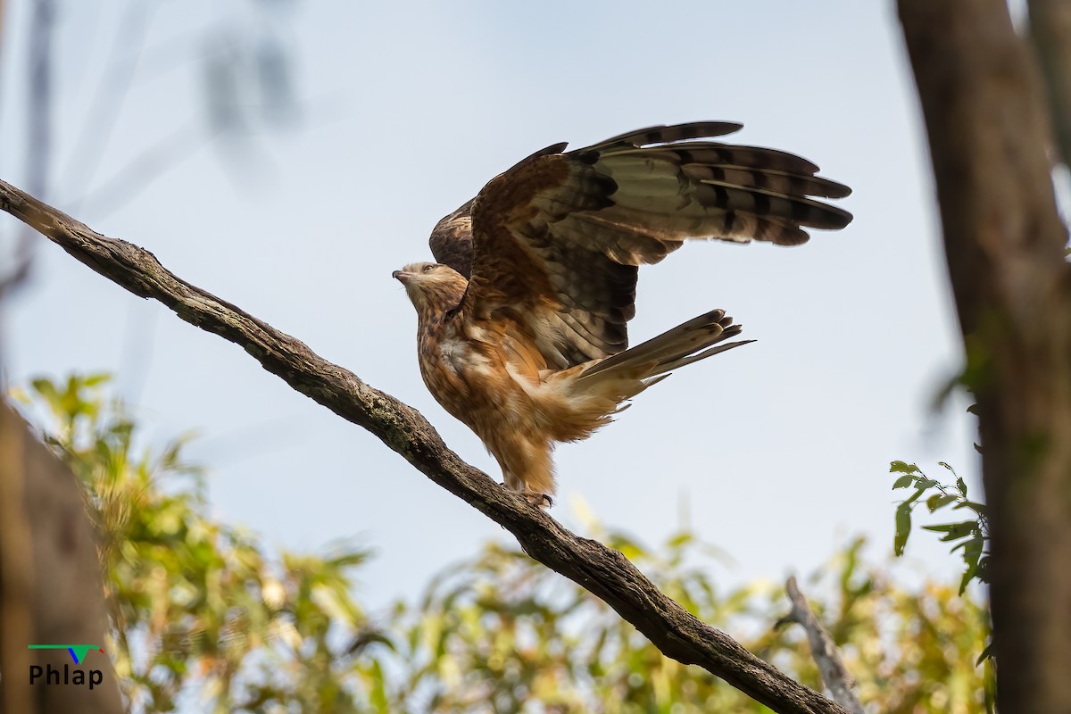 Square-tailed Kite - Rodney Appleby