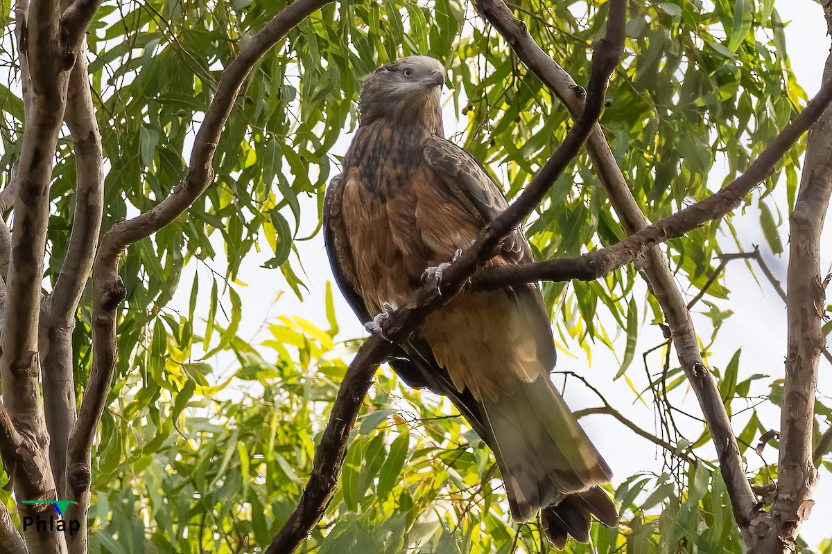 Square-tailed Kite - ML402399521