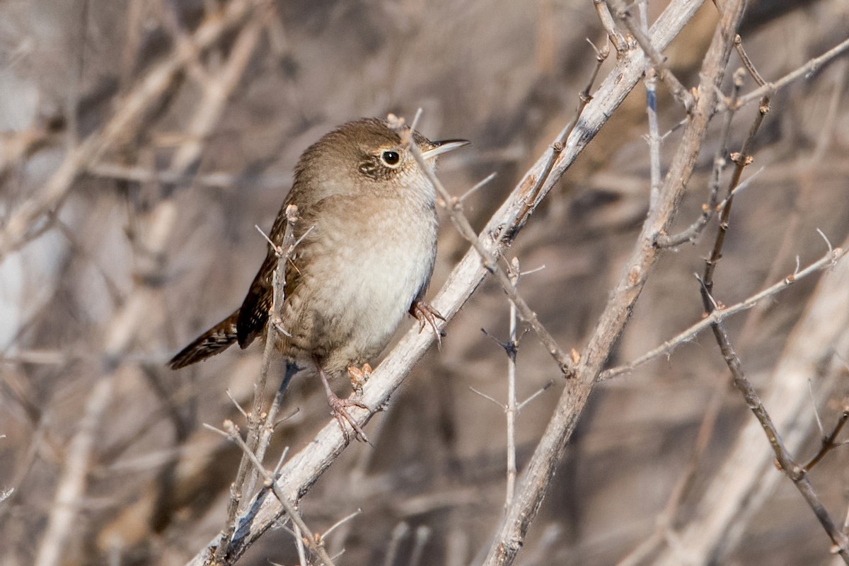 Northern House Wren - Sue Barth