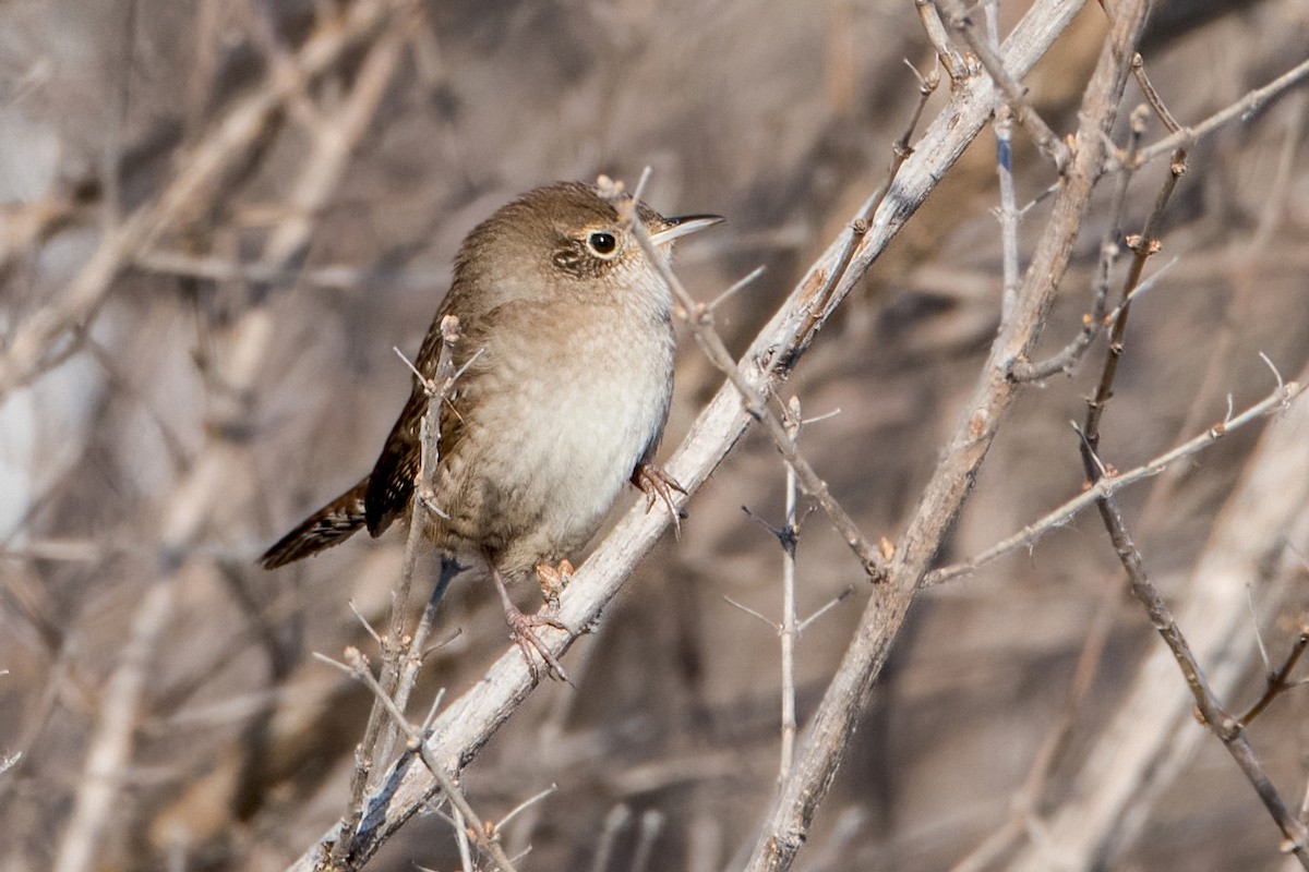 House Wren - Sue Barth