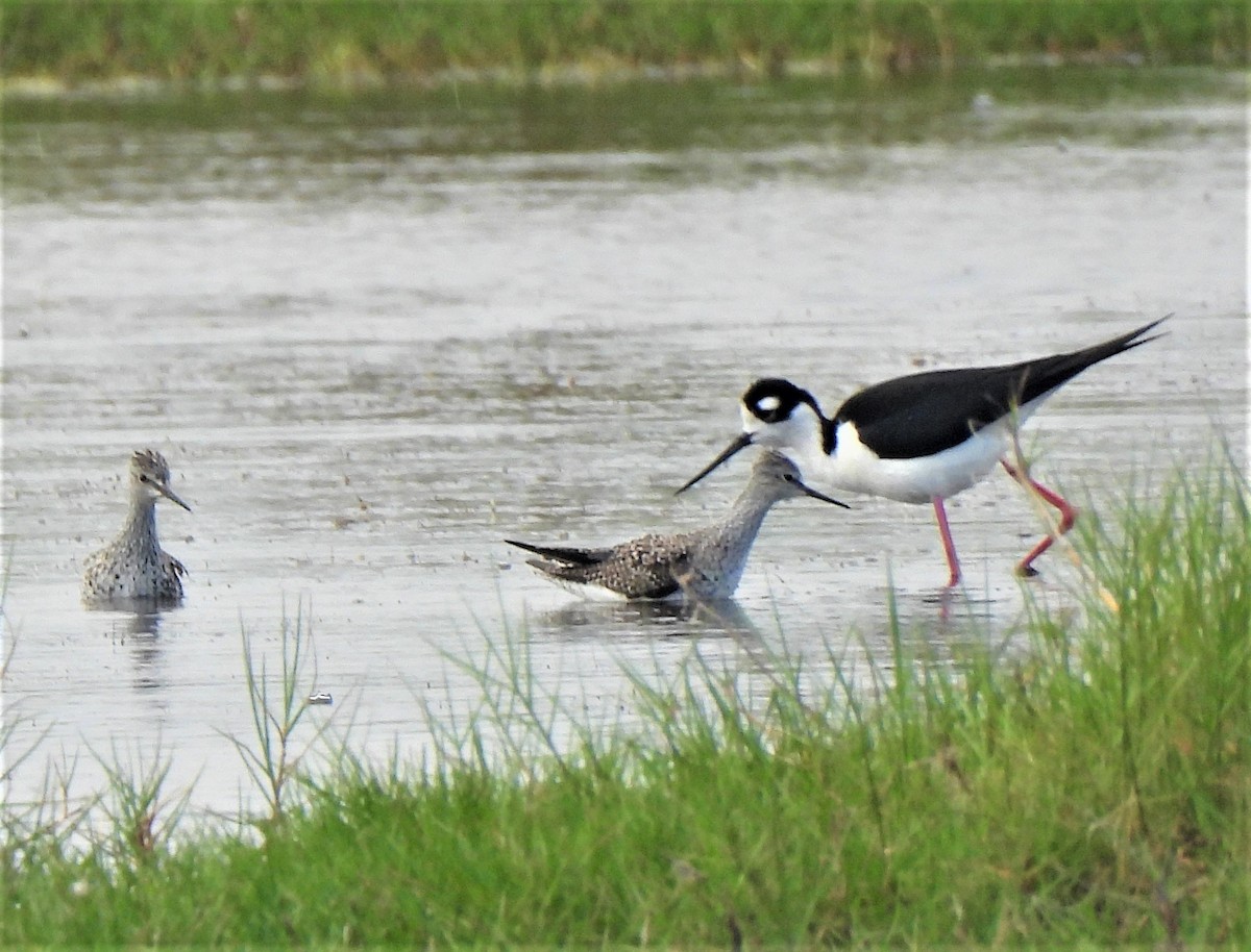 Lesser Yellowlegs - ML402401871