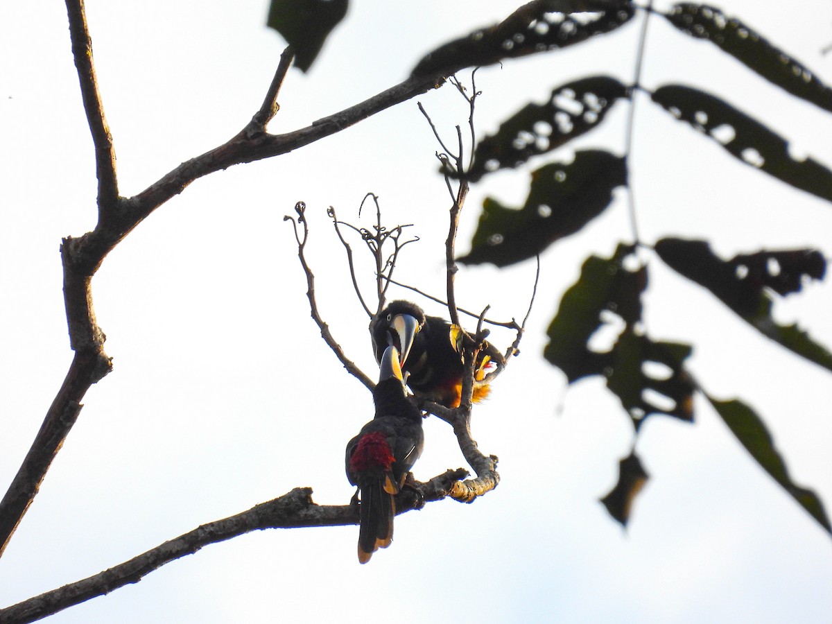 Many-banded Aracari - Laura Obando