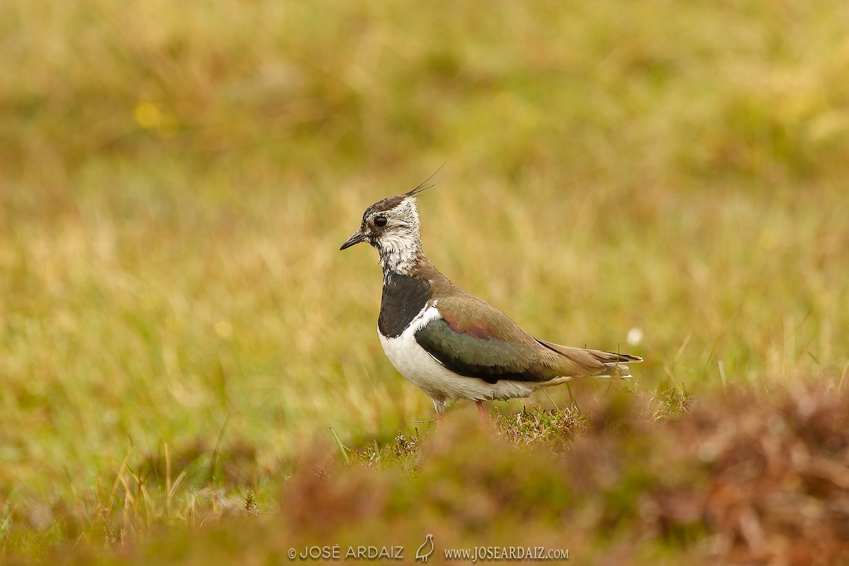 Northern Lapwing - José Ardaiz Ganuza