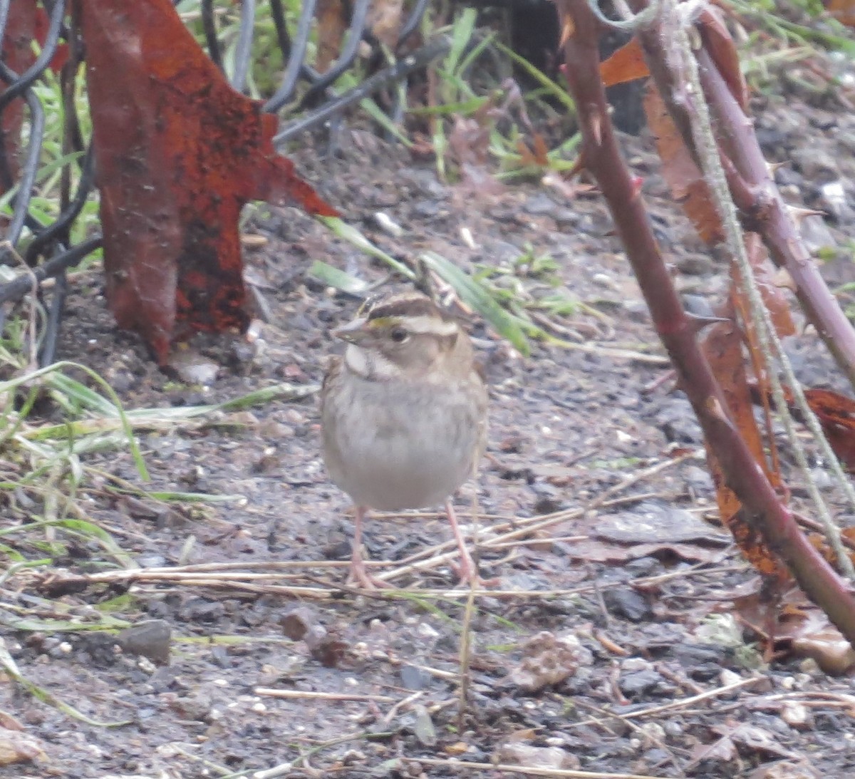 White-throated Sparrow - ML402405411