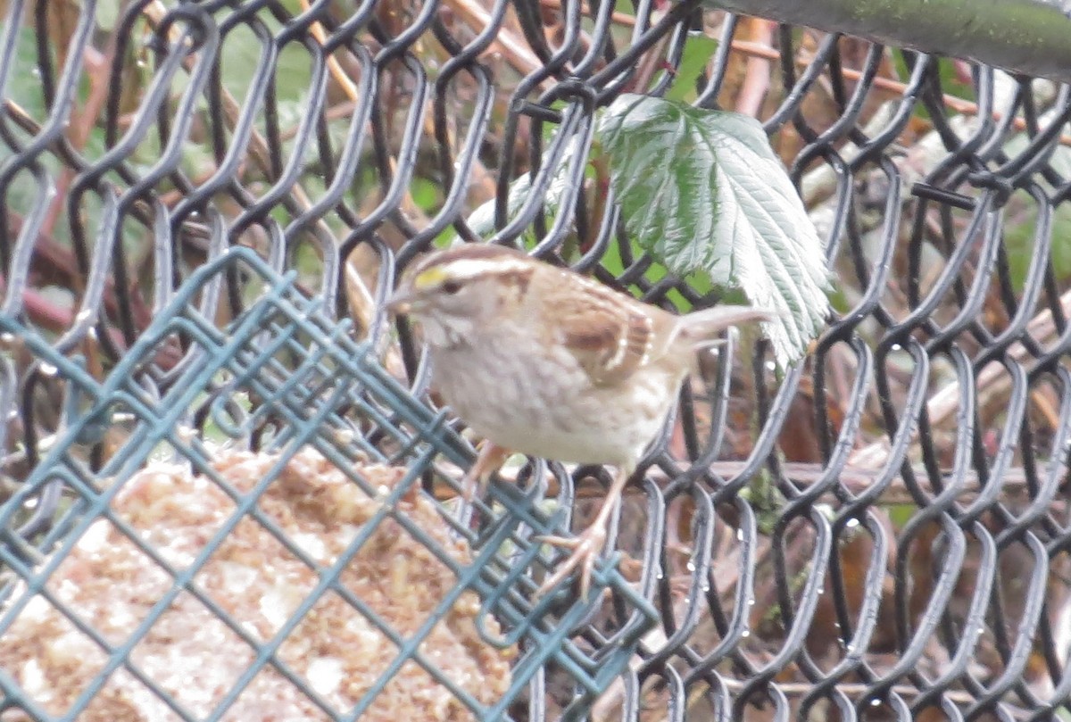 White-throated Sparrow - ML402405431