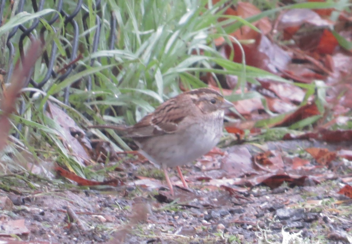 White-throated Sparrow - ML402405451