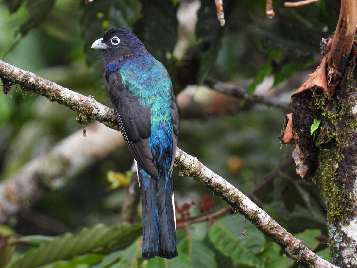 trogon zelenohřbetý - ML402405971