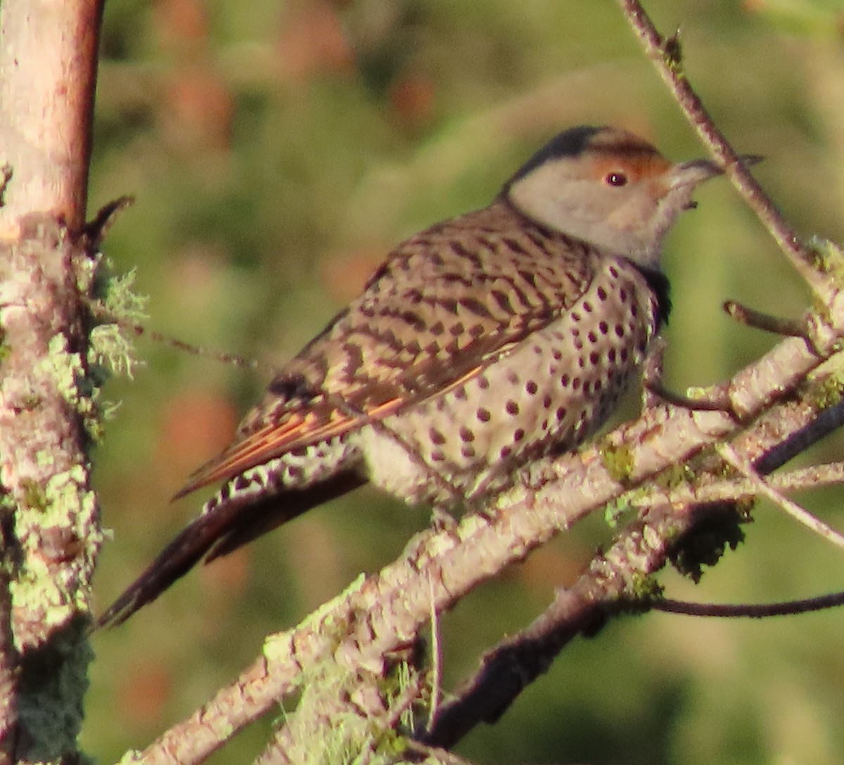 Northern Flicker - ML402406391