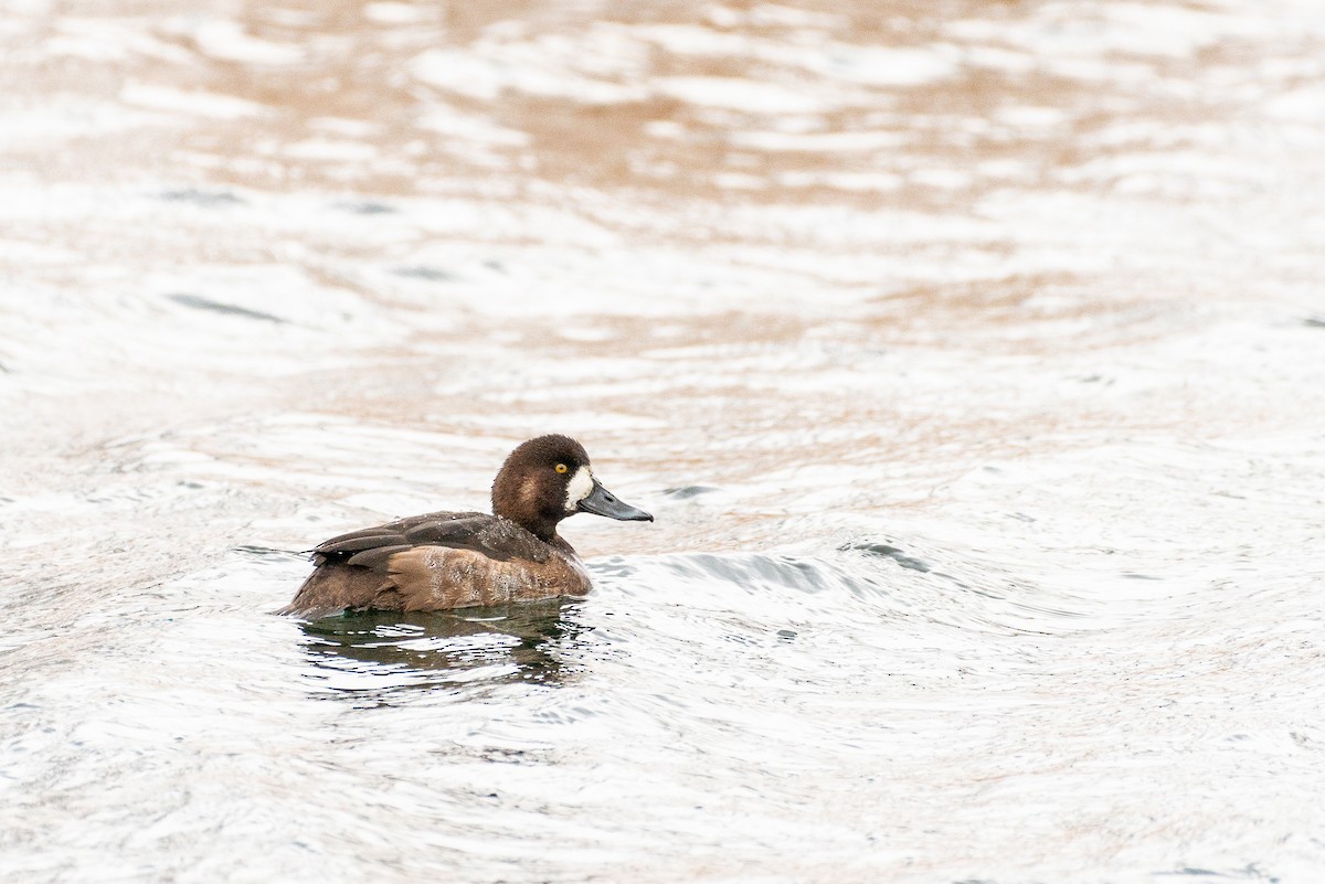 Greater Scaup - ML402407111