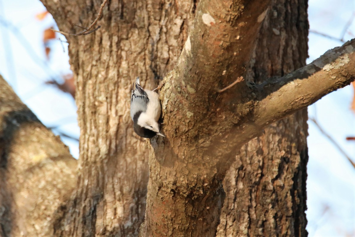 White-breasted Nuthatch - ML402407451