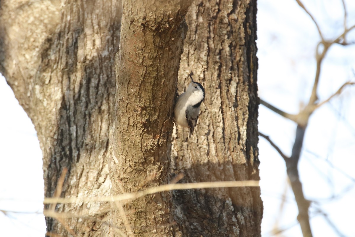 White-breasted Nuthatch - ML402407531