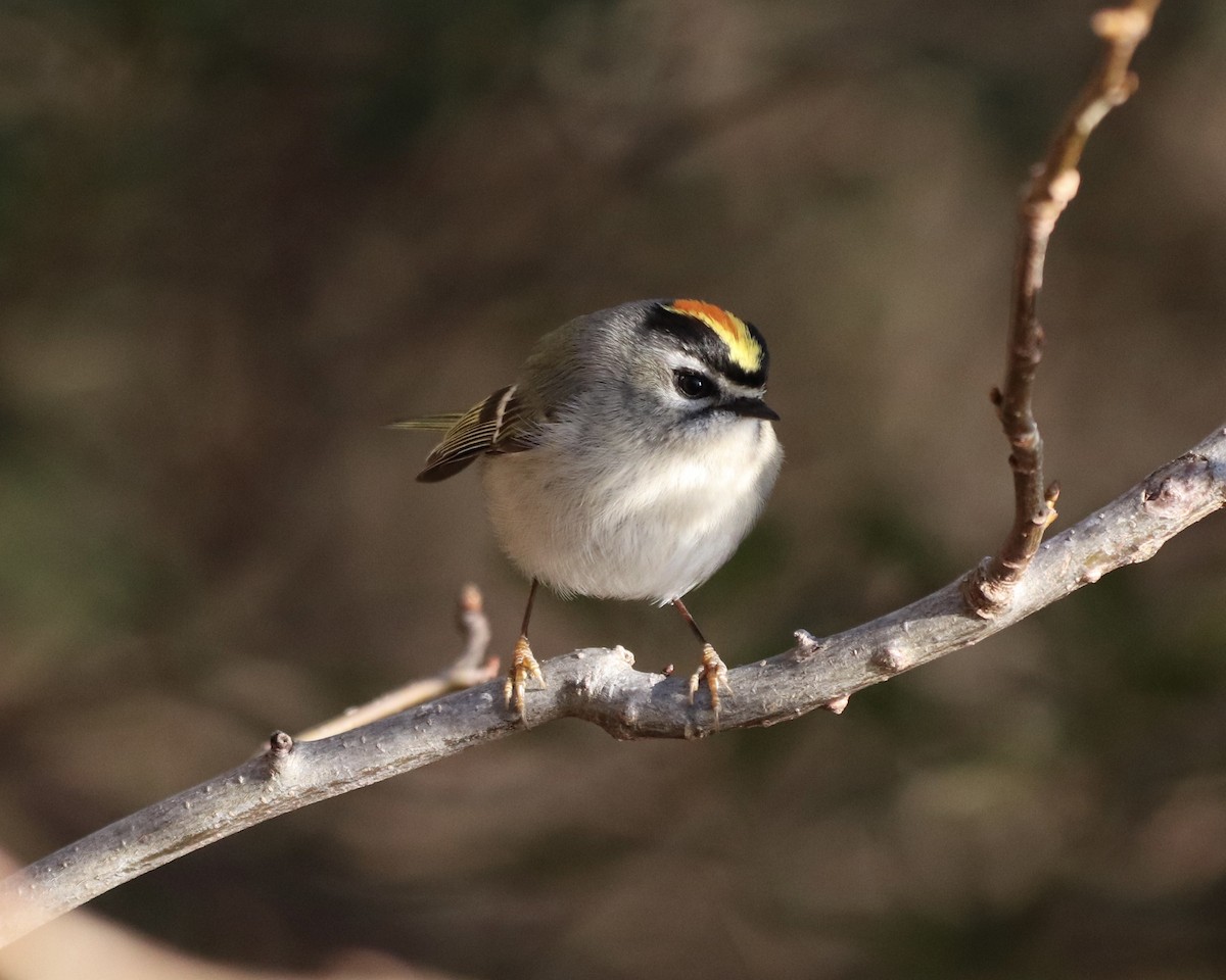 Golden-crowned Kinglet - ML402407571
