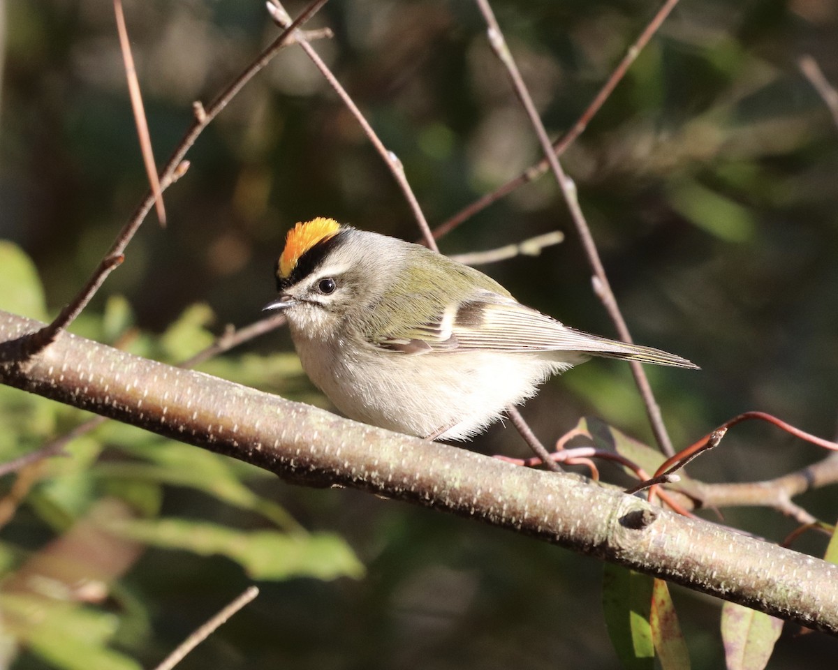 Golden-crowned Kinglet - ML402407581